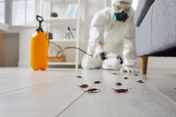 Commercial Kitchen Cockroach Control in Southern Shores
